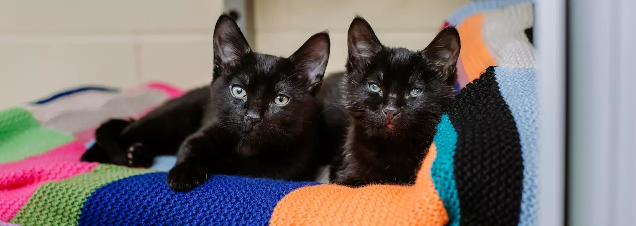 Dot and Specks lying together on a blanket at rehoming centre