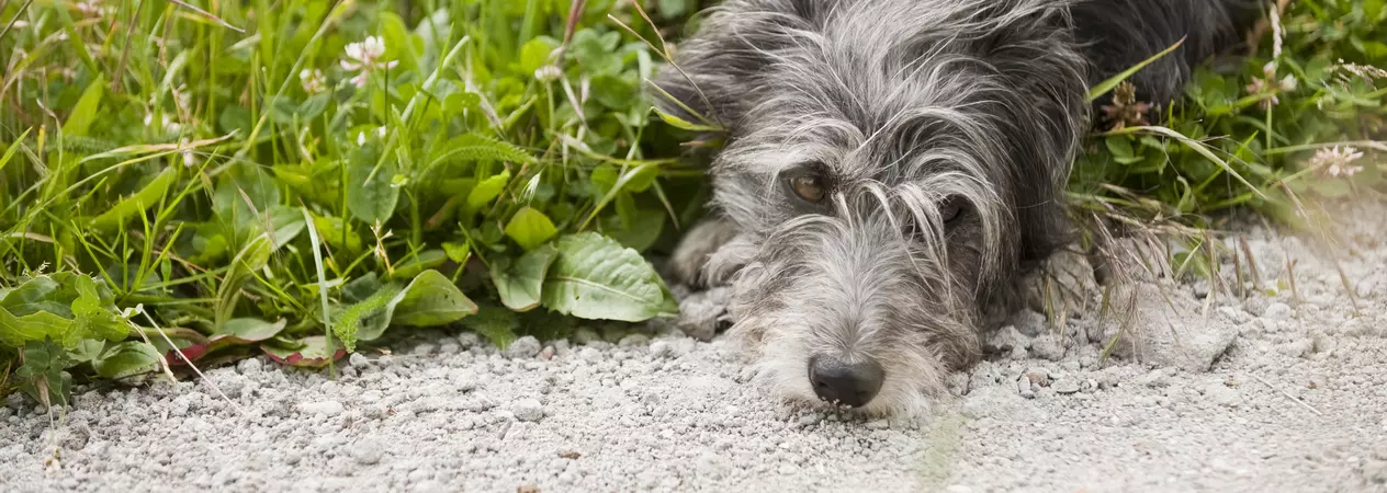 Dog Diddy lying down on the grass looking sad