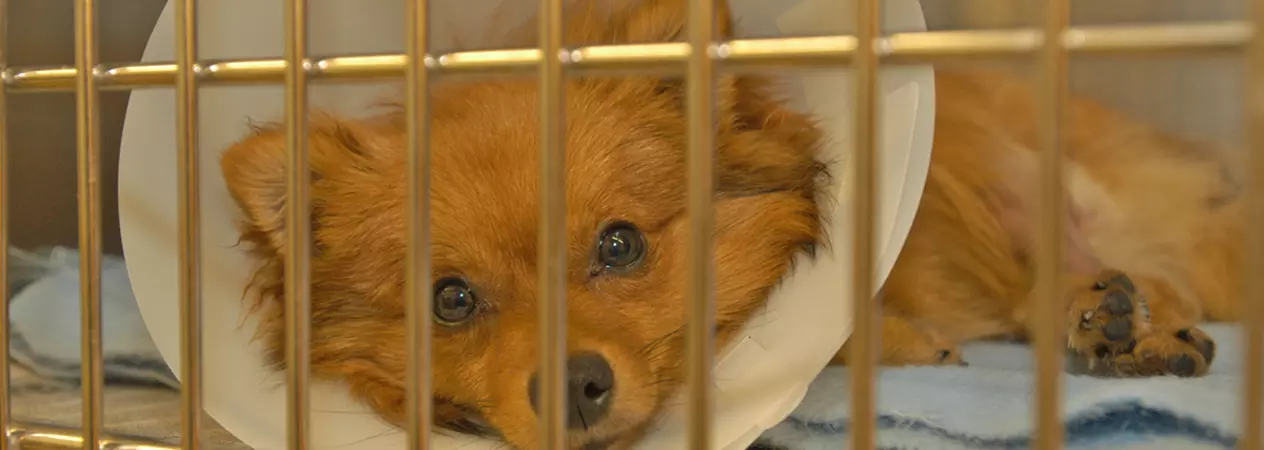 A pomeranian wears a buster collar in a crate