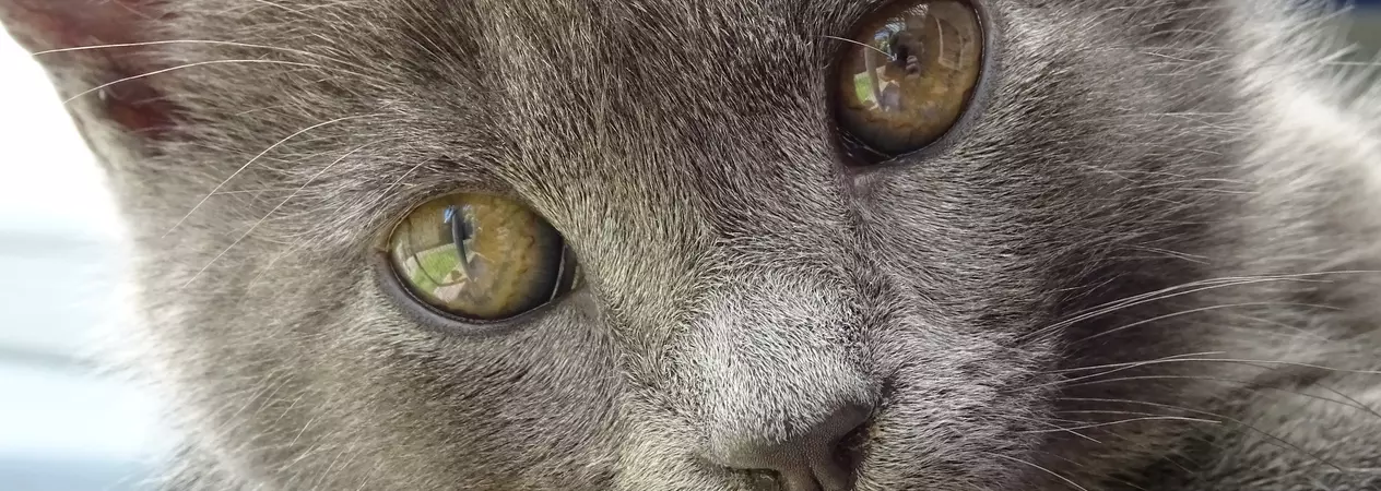 Tasha's kittens at Torbay rehoming centre