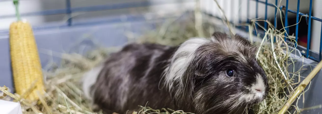 A cute guinea pig snuggles down in an indoor hutch
