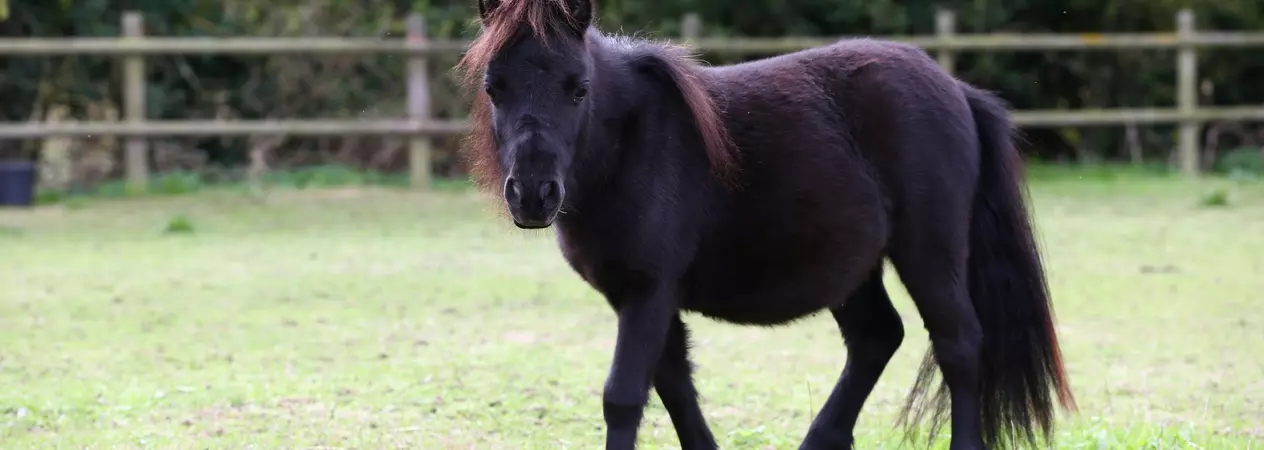 Gary happy in the field of his new home.