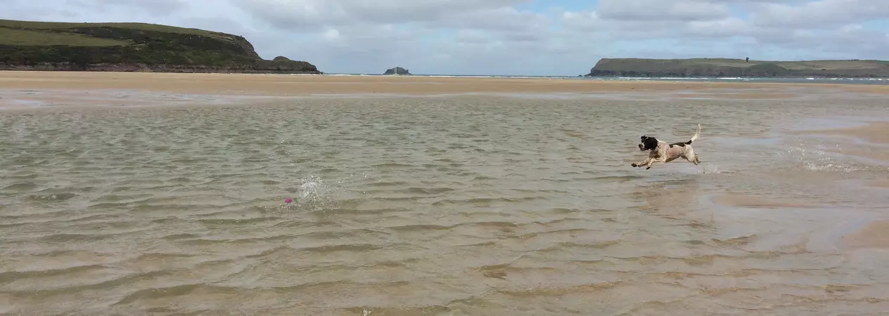 Dog playing at Harbour cove beach