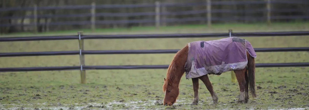 Horse in muddy and wet field