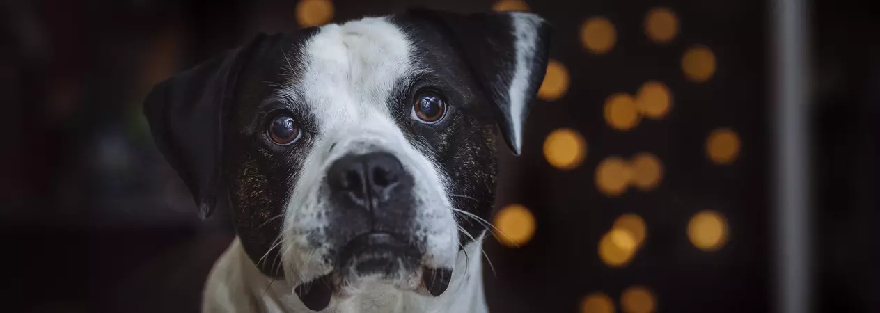 Hunter the staffie