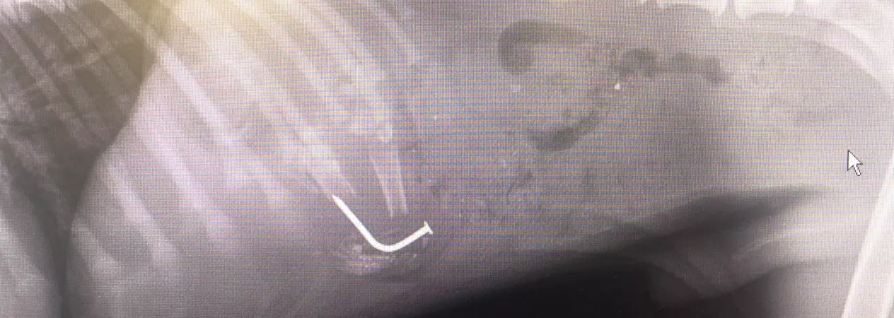 Buddy X-ray