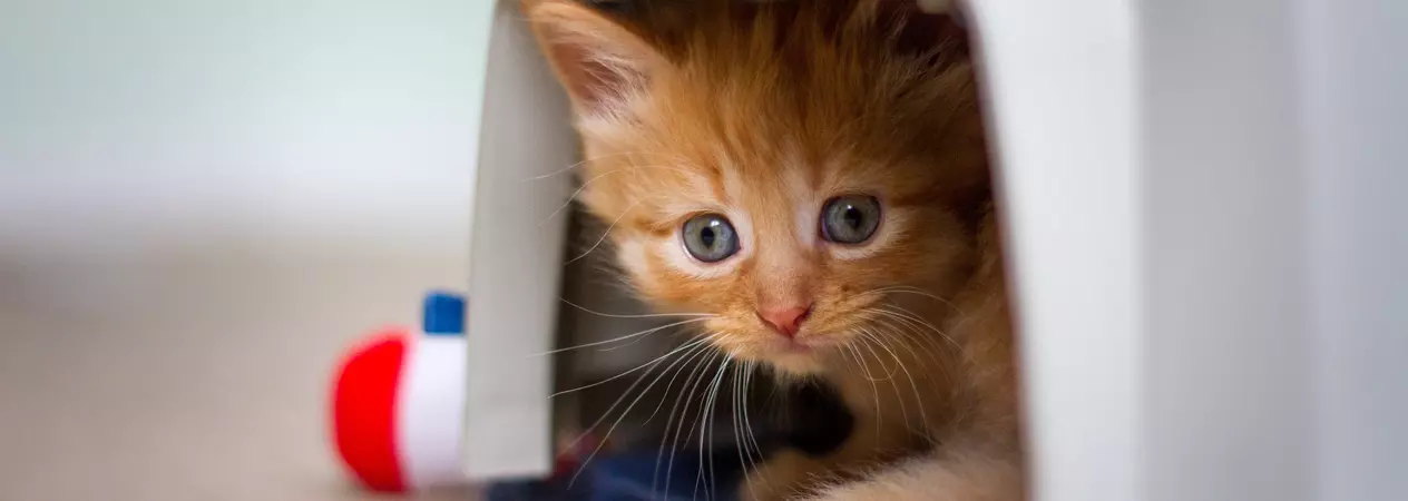 A ginger kitten snuggles up in bed