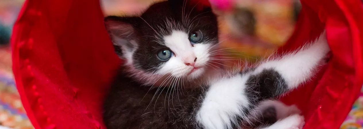 Kitten in a red tunnel