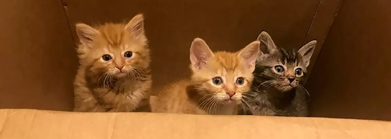 The kittens in the box they were abandoned in