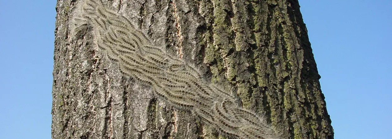OPM caterpillar's on a oak tree