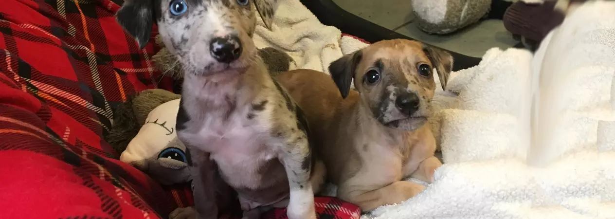 Oliver and Twist sat on a blanket