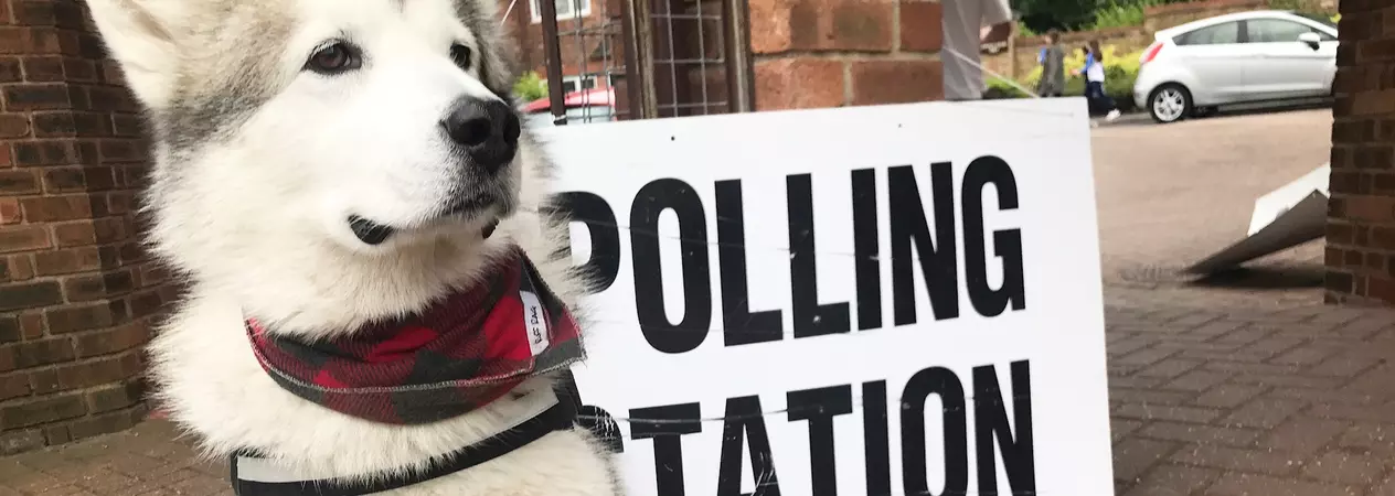An Alaskan malamute sits by a polling station sign