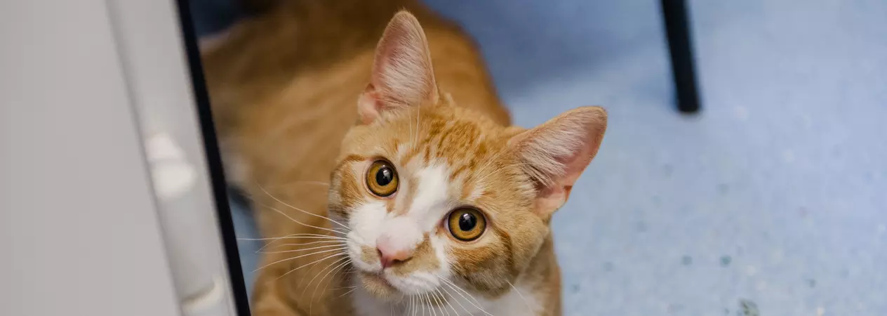 ginger and white cat looks up to the left of the camera