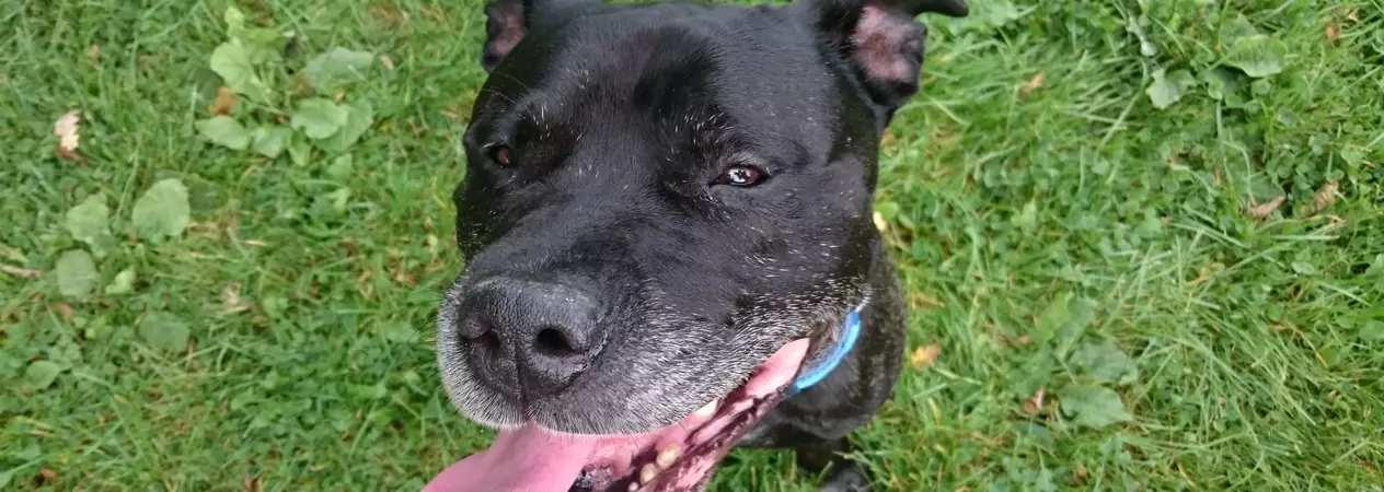 Skin deep staffie slice