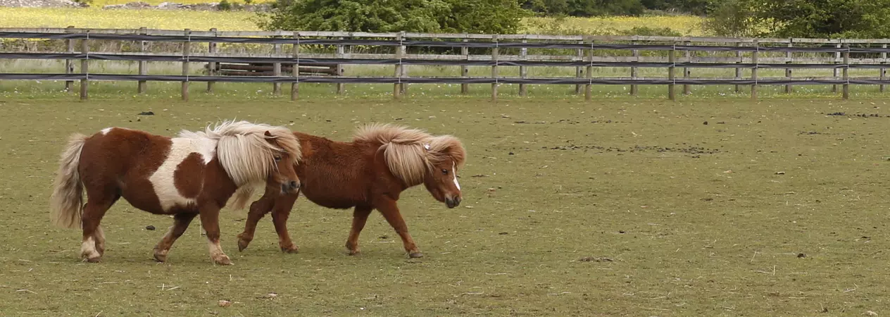 Two Shetland ponies wander around a paddock together