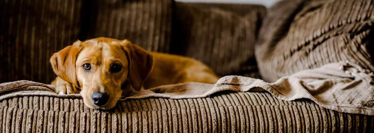 Dog Poppy lying on a sofa