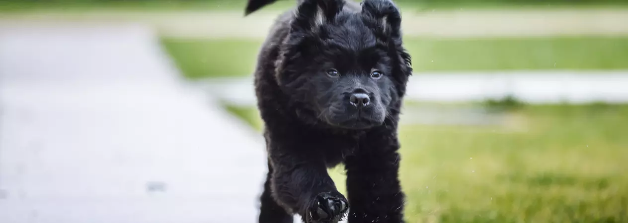 Puppy running 2