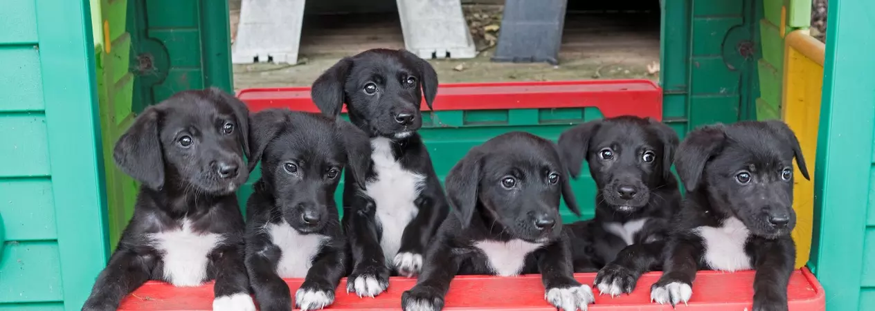 The puppies lined up in a playhouse in the Bromsgrove centre's puppy play area