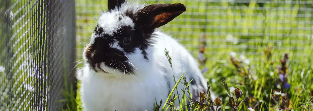 Rabbit in the grass
