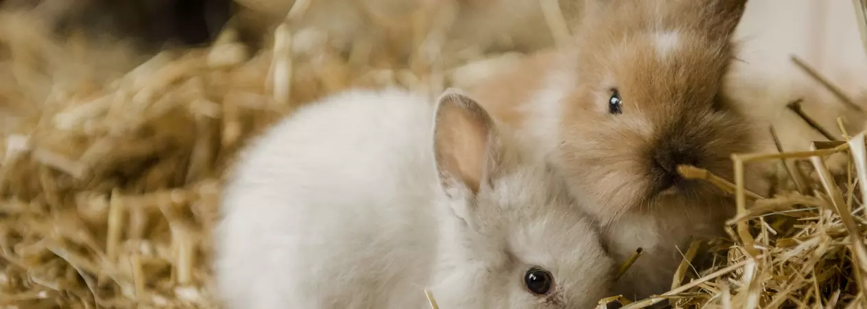 A white baby rabbit snuggles up to a baby brown rabbit on a bed of soft hay