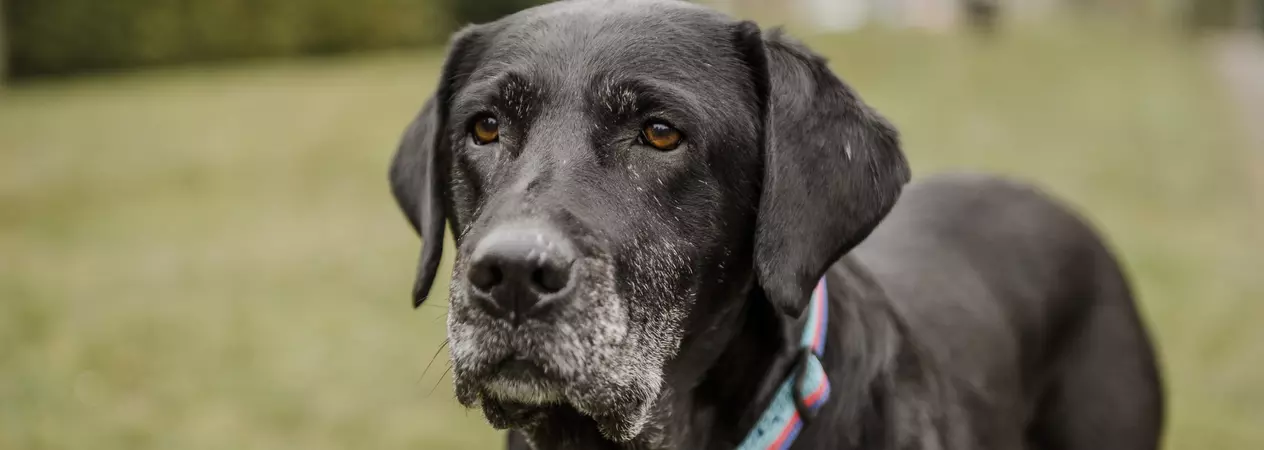 Sad dog