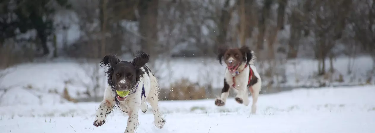 Snow walk with 2 Springers