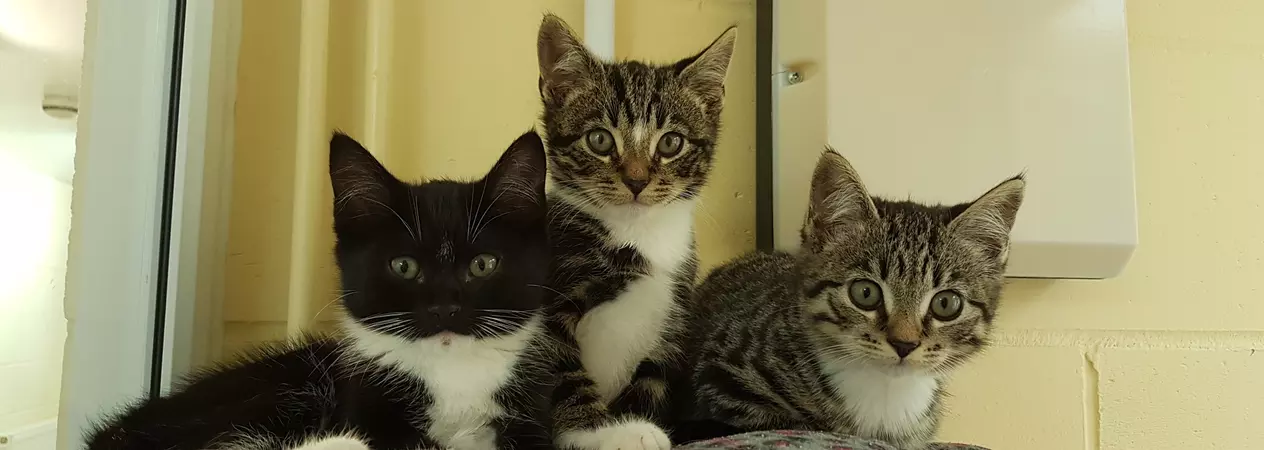 Sparky, Chippy and Plumb together looking at camera