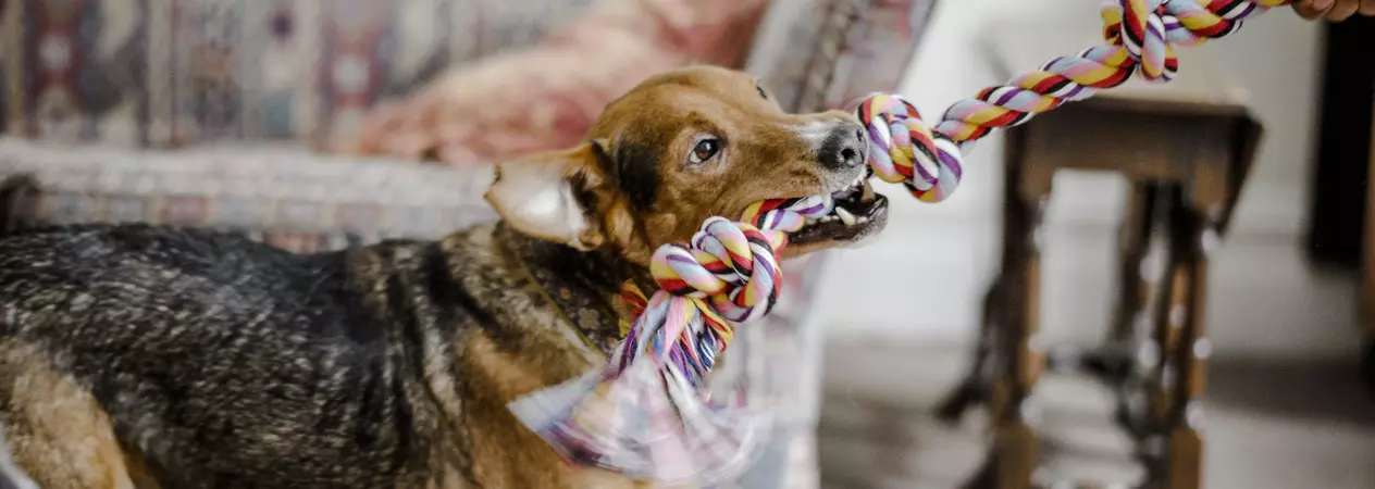 Tug of War