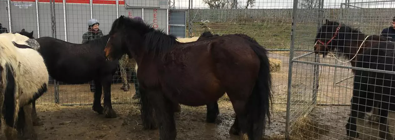Horses in the pen