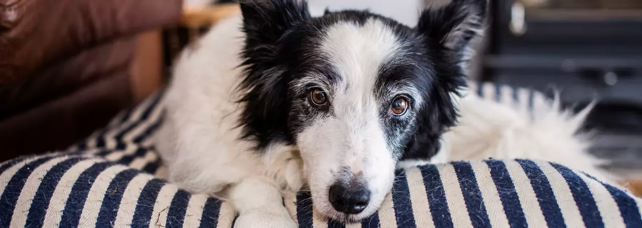 Elderly dog lying on its bed