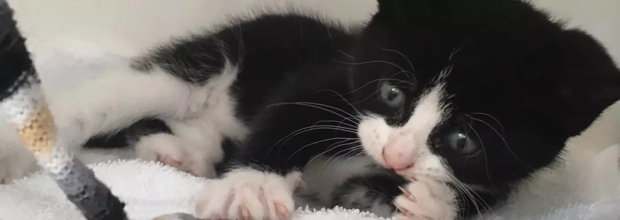 Betty the kitten playing with a rope toy