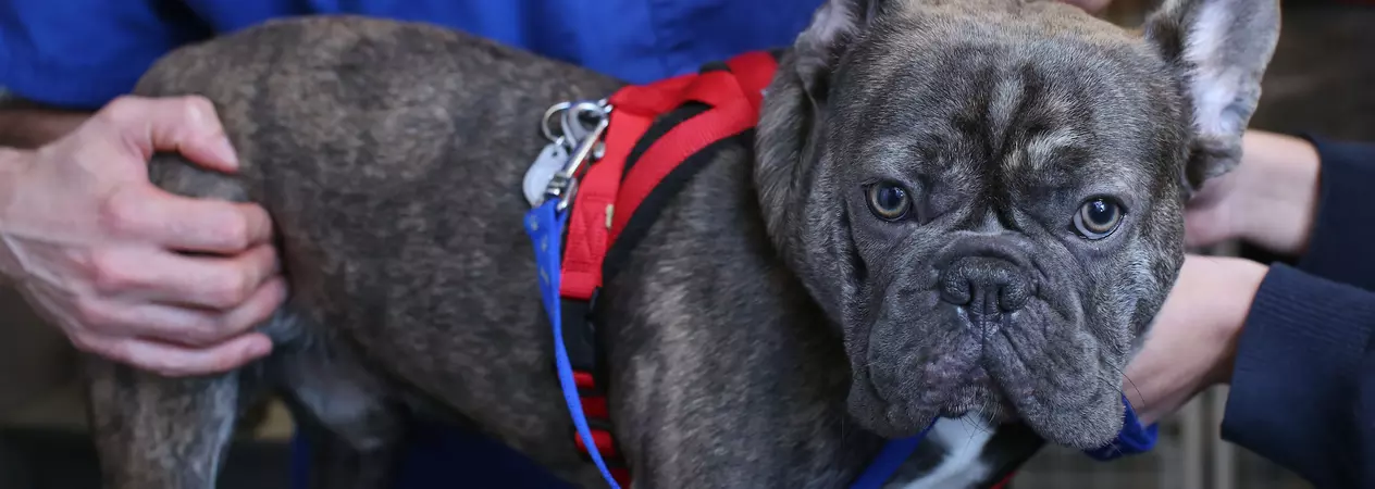 French bulldog at Blue Cross vet clinic