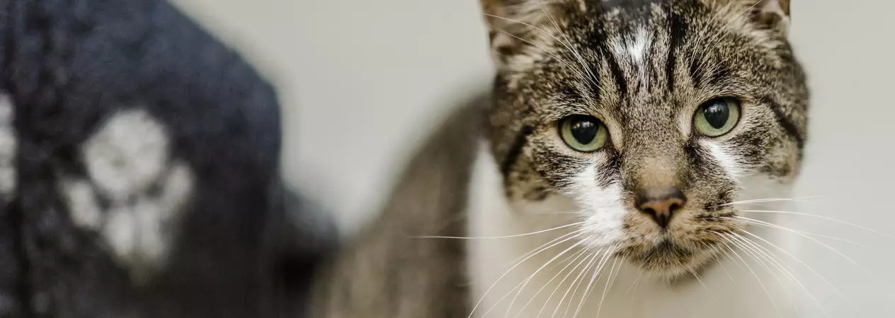 Photo of Morris the cat