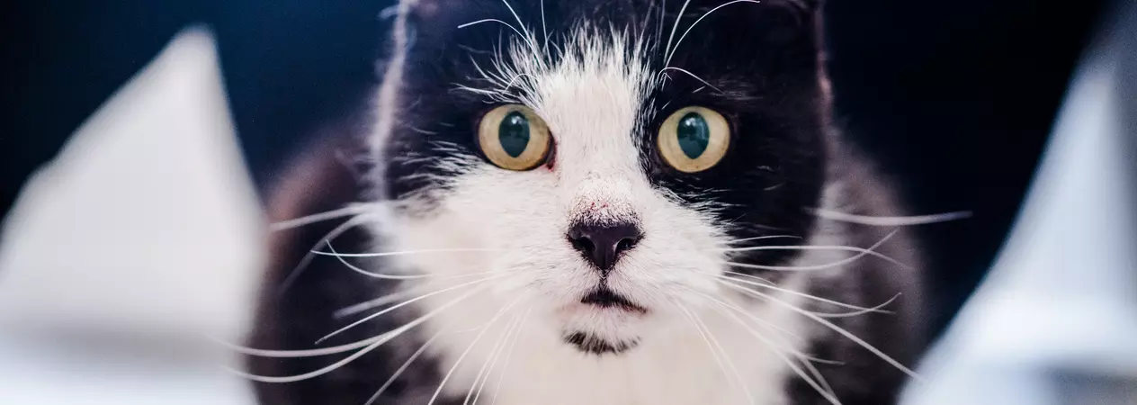 a black and white cat looks directly at the camera lens