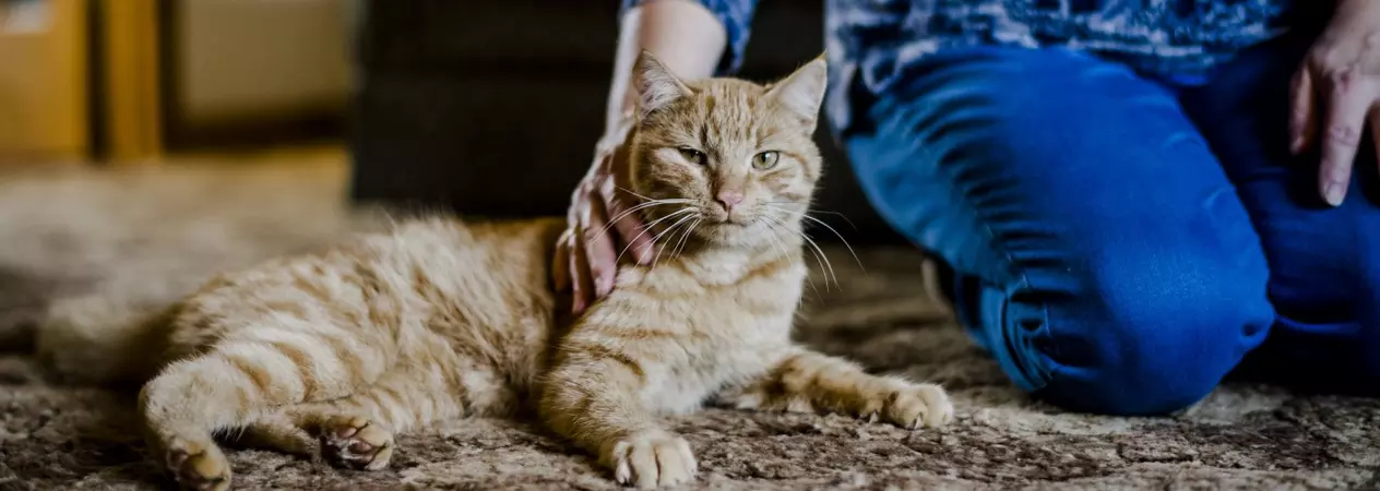 cat grief - person