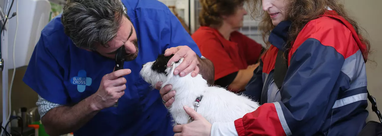 Blue Cross vet examines dog's eye