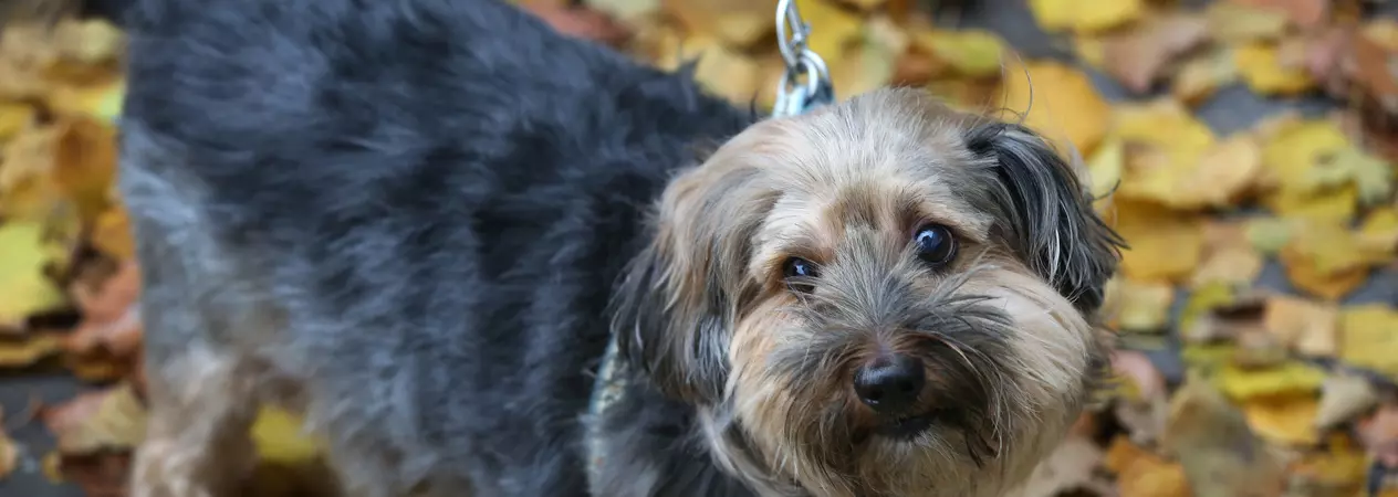 A scruffy crossbreed dog surrounded by yellow and red autumnal leaves looks at the camera