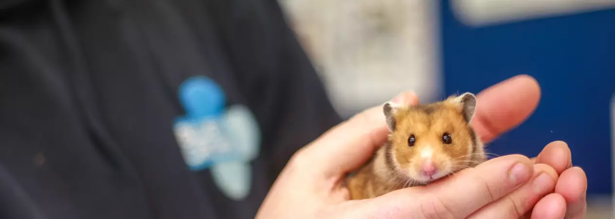 A Blue Cross employee holds a hamster in his hands. The Blue Cross logo can be seen on the employee's fleece in the background.