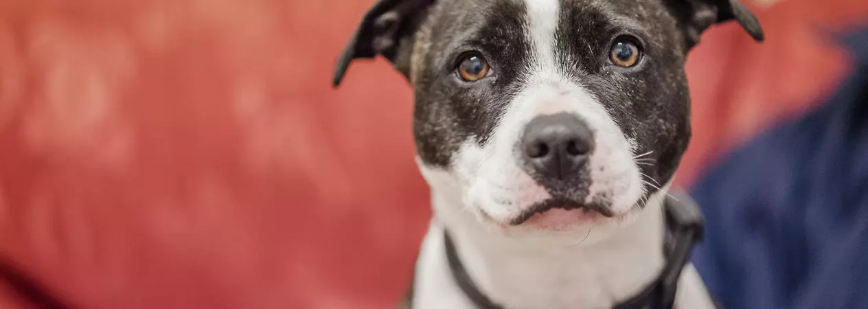 dog myths - sad face