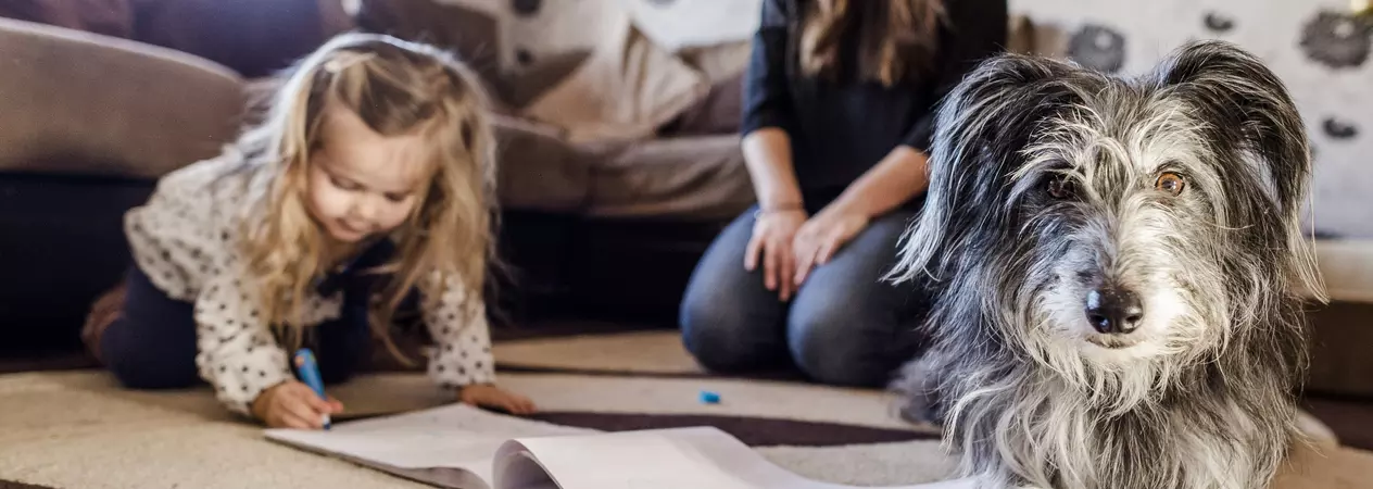dog and visiting child - top image