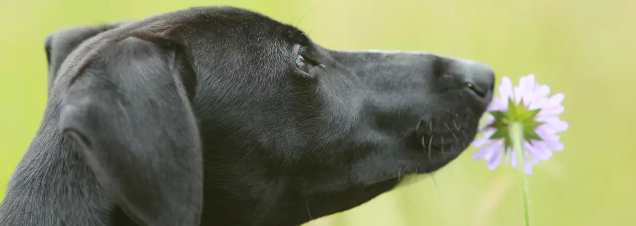 Black dog sniffing a flower