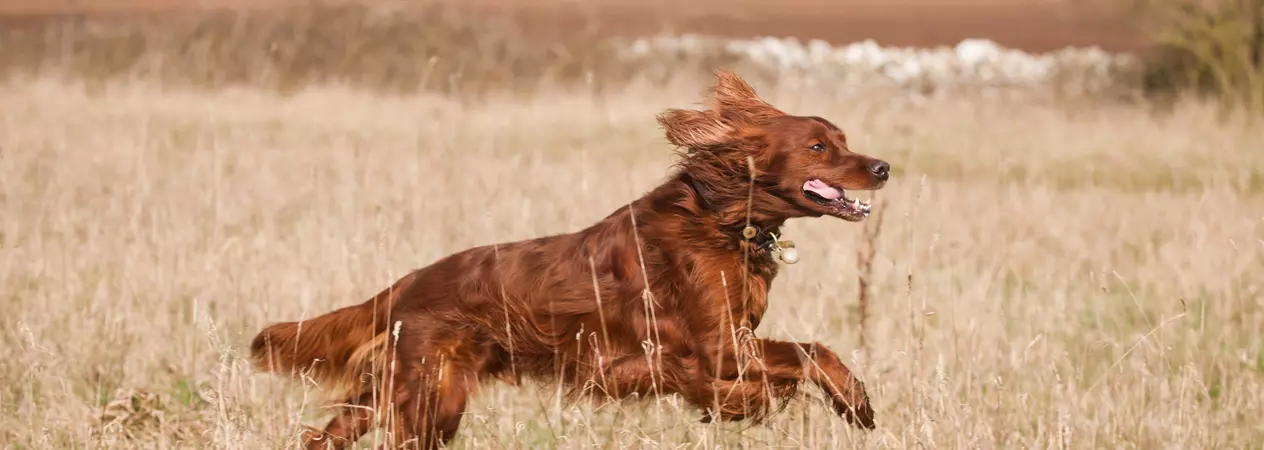 Dog for flea advice
