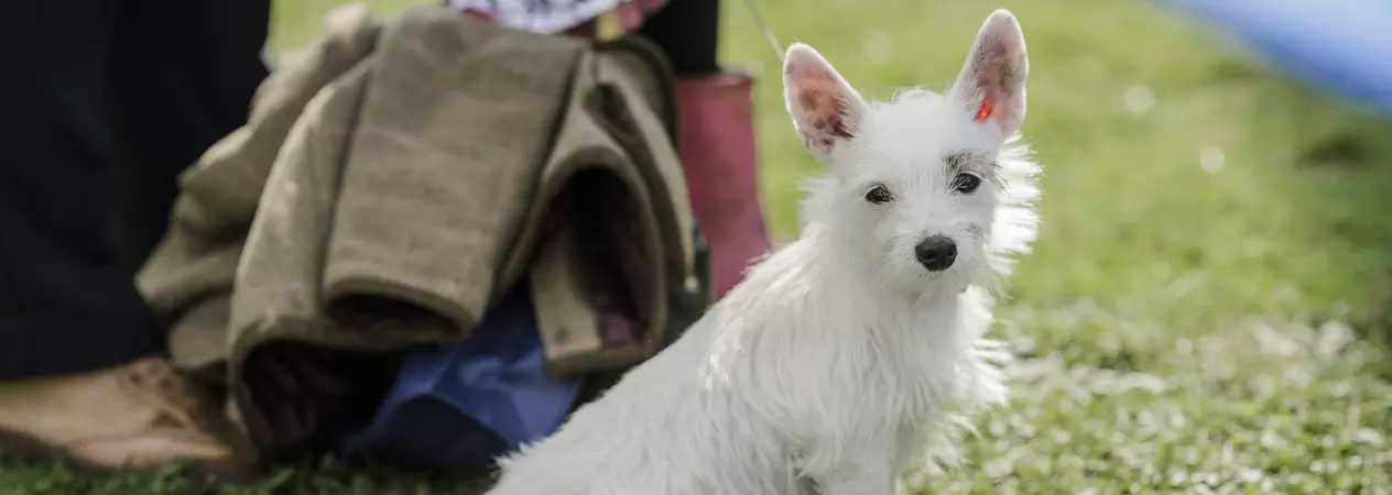 dog myths - terrier