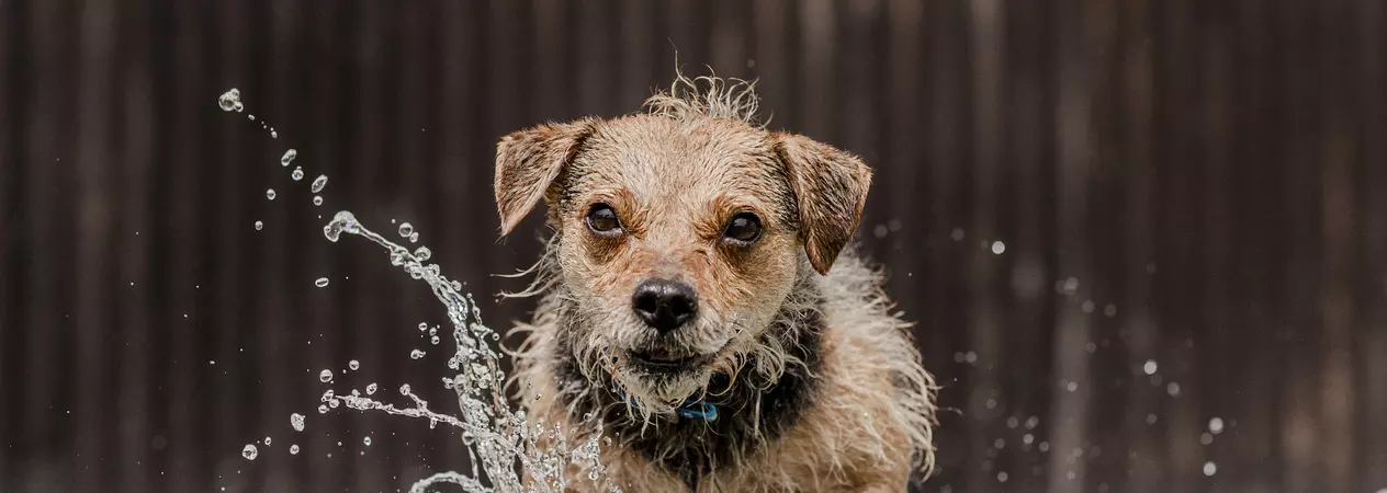Dogs and Floods