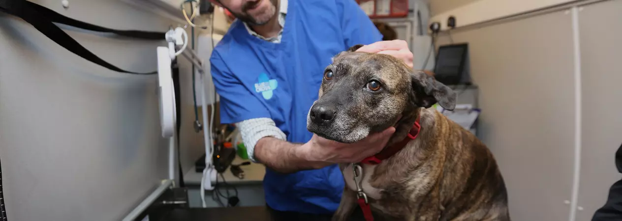 Ear mite check
