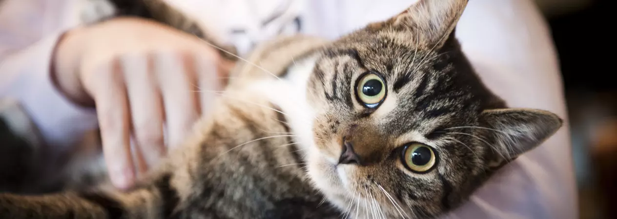 Finding the right pet for you
