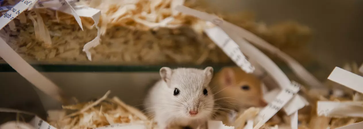 Baby gerbils