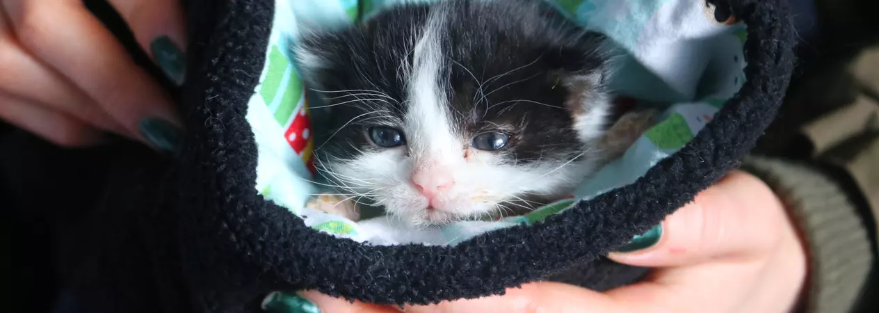 A black and white kitten being kept warm