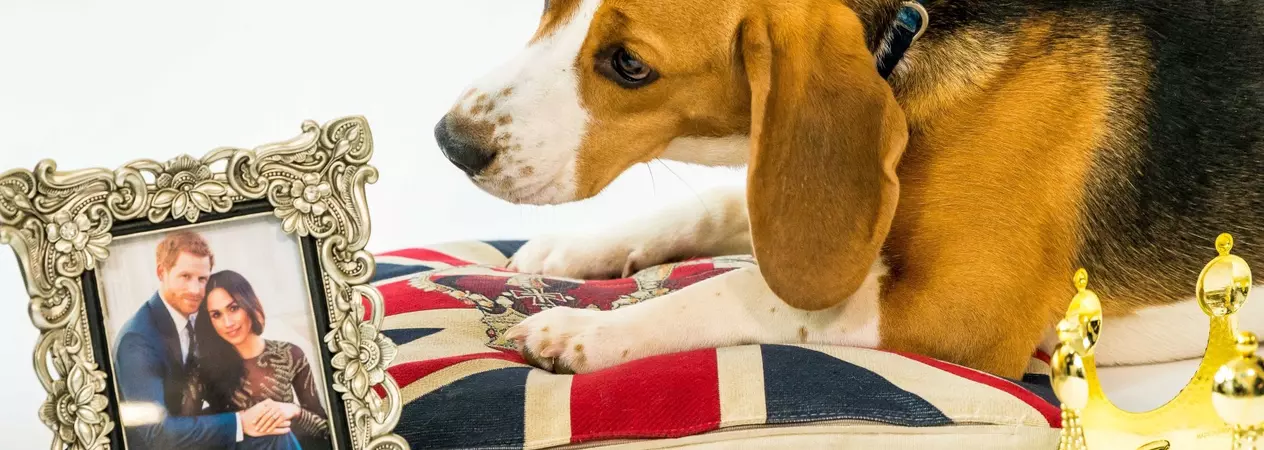 A dog looking at a picture of Prince Harry and Meghan