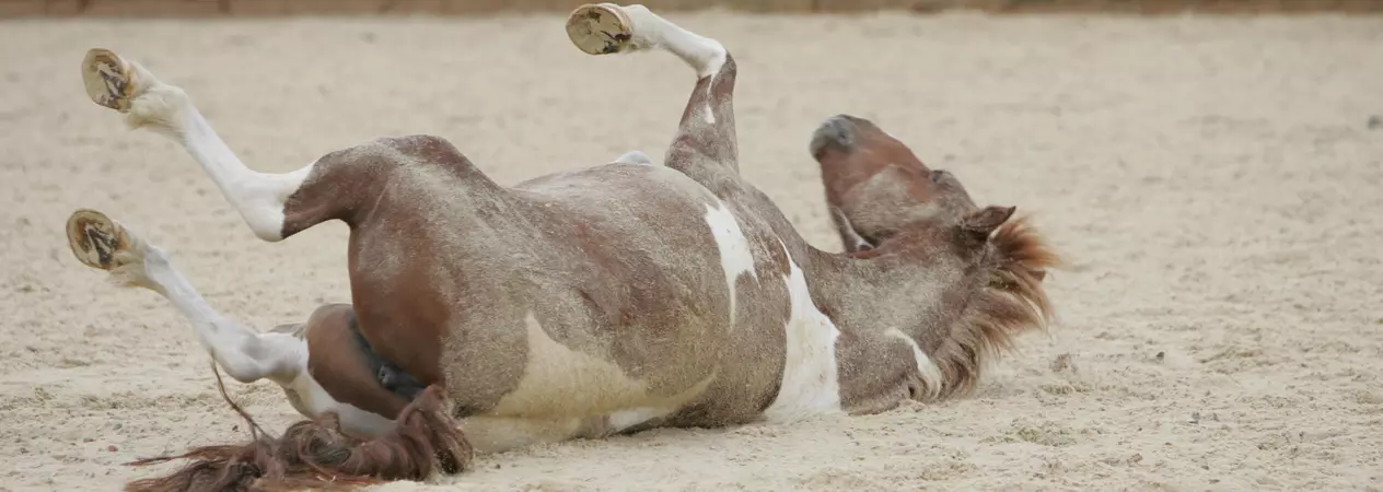 Colic prevention and management